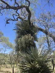 Trithrinax campestris