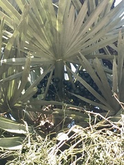 Trithrinax campestris