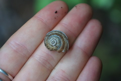 Calaperostoma