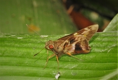 Perichares aurina