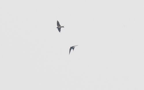 Barn Swallow