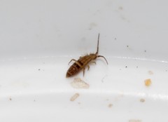 Orchesella bifasciata