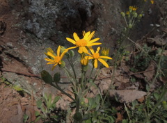 Packera antennariifolia