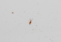 Entomobrya nigrocincta