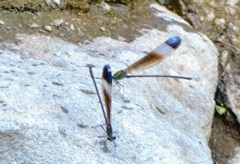 Psolodesmus mandarinus mandarinus