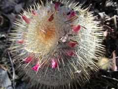 Mammillaria dixanthocentron