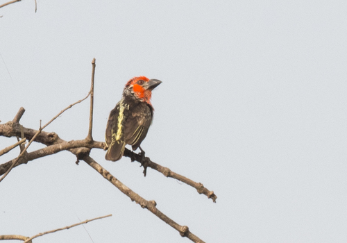 Vieillot's Barbet