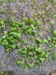Fissidens crassipes