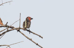 Lybius vieilloti