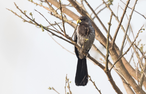 Western Plantain-eater