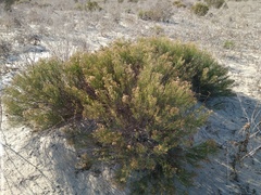 Xylothamia diffusa
