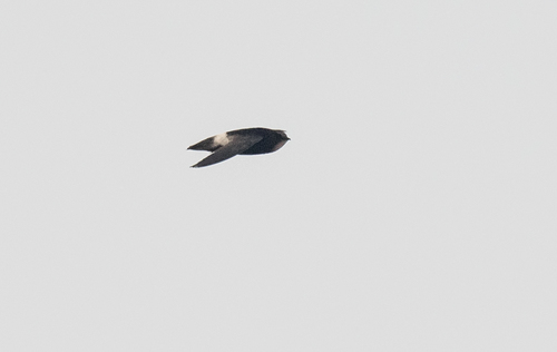 Little Swift