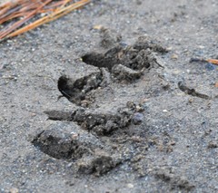 Sus scrofa domesticus