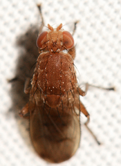 Suillia quinquepunctata