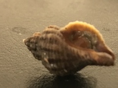 Urosalpinx cinerea image