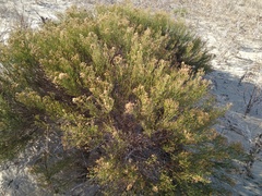 Xylothamia diffusa