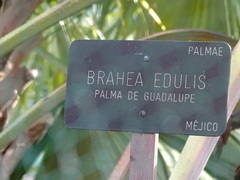 Brahea edulis