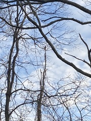 Melanerpes carolinus