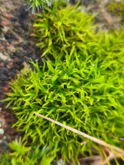 Didymodon sinuosus