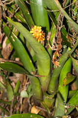 Aechmea comata