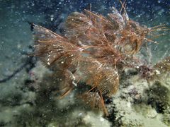 Kinetoskias
