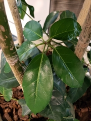Heptapleurum actinophyllum
