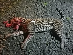 Leopardus pardalis image