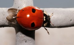 Adalia bipunctata