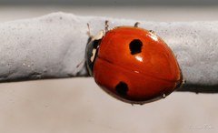 Adalia bipunctata