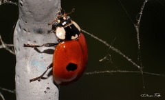 Adalia bipunctata