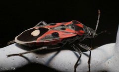 Lygaeus alboornatus