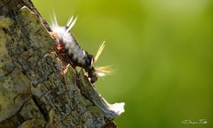 Halysidota ruscheweyhi