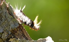 Halysidota ruscheweyhi