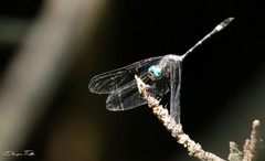Micrathyria hypodidyma