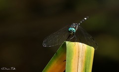 Micrathyria hypodidyma
