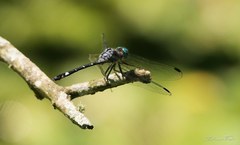 Micrathyria hypodidyma