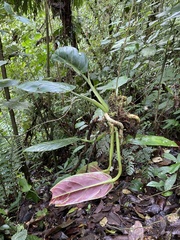 Philodendron subhastatum