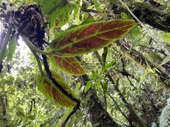 Philodendron subhastatum