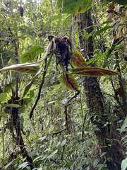 Philodendron subhastatum