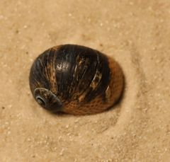 Naticarius stercusmuscarum