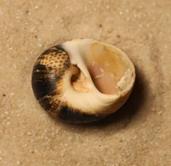 Naticarius stercusmuscarum