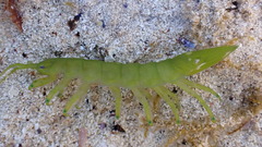 Image of Paridotea ungulata