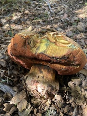 Rubroboletus
