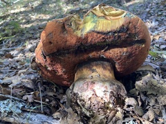 Rubroboletus