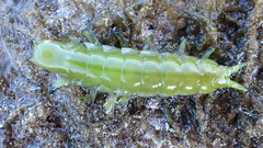 Paridotea ungulata