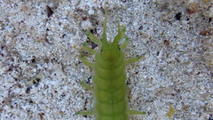 Paridotea ungulata
