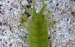 Paridotea ungulata