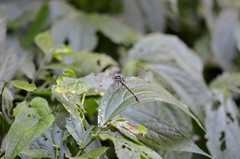 Leptogomphus sauteri formosanus