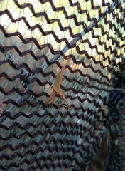 Allotruxalis gracilis