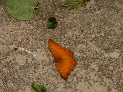 Vindula dejone erotella